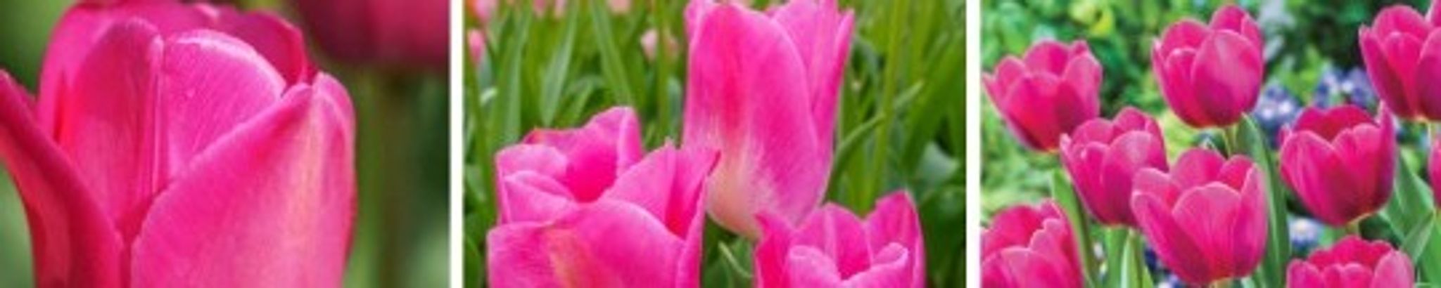 Cover for Judith Balfour Coleman's Obituary