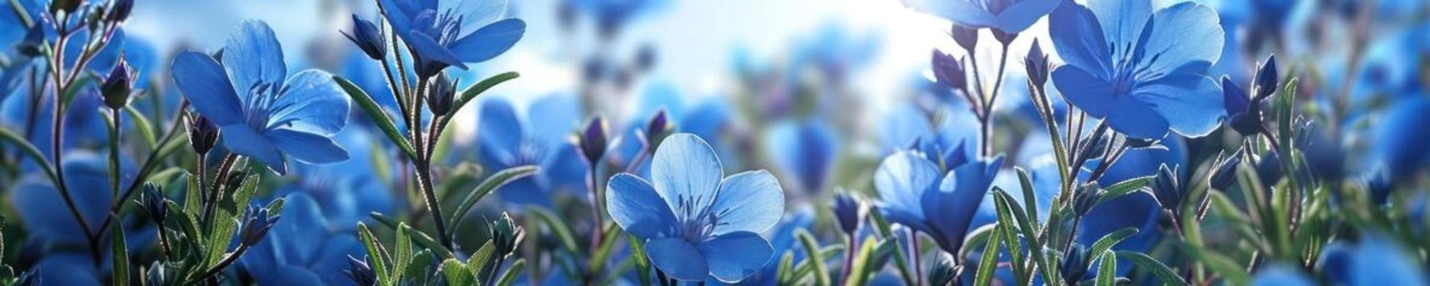 Cover photo for Irene Ann Booher's Obituary