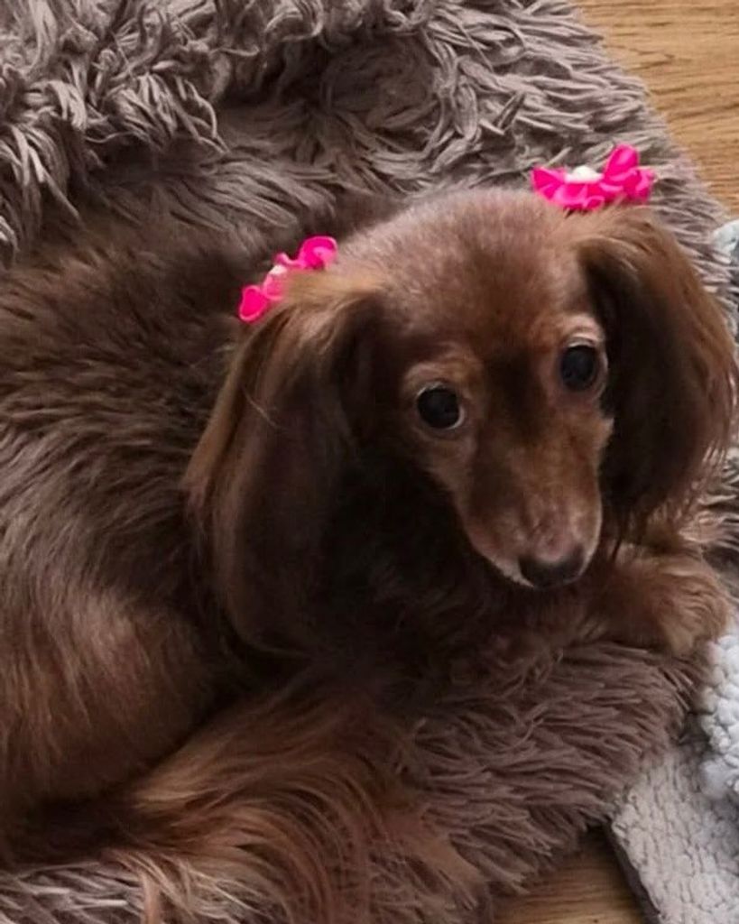 Sugar Curlee Profile Photo