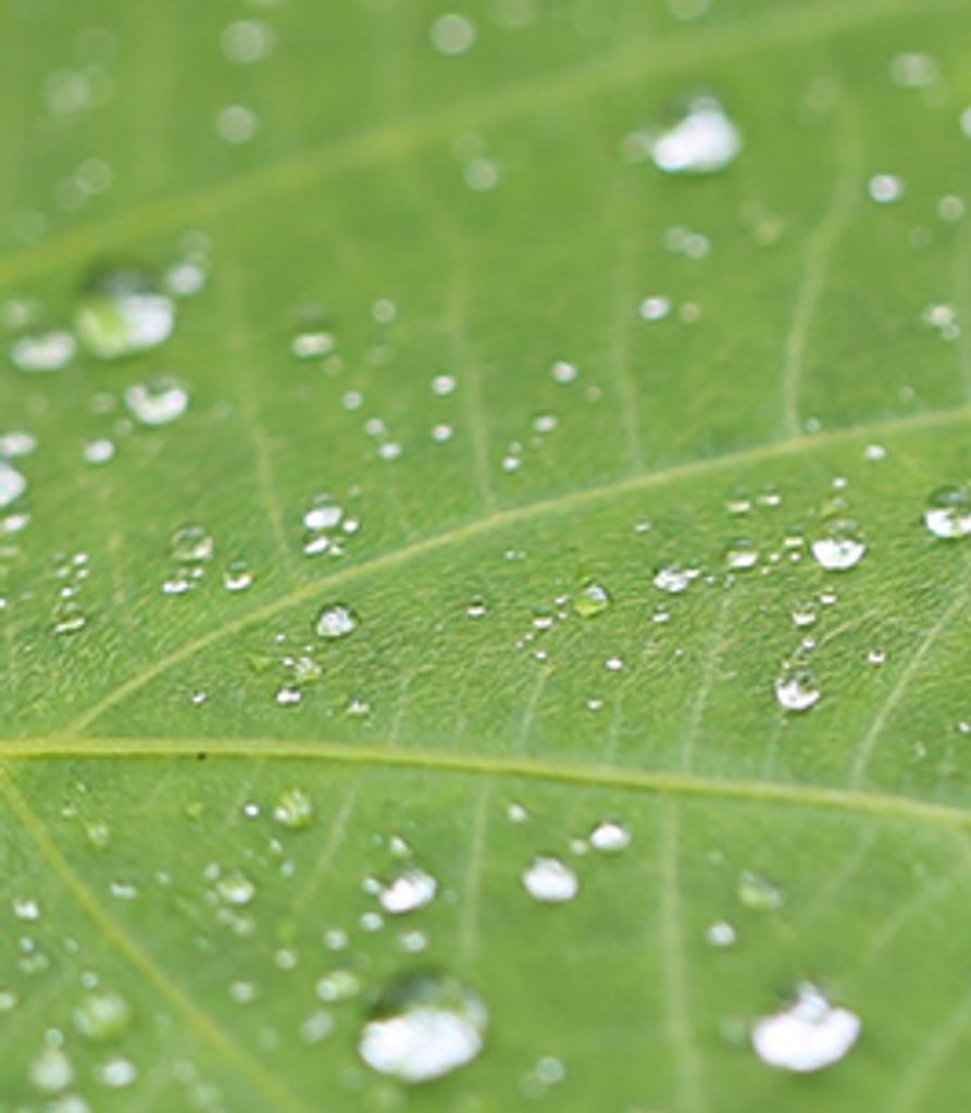 Theresa Baker Profile Photo