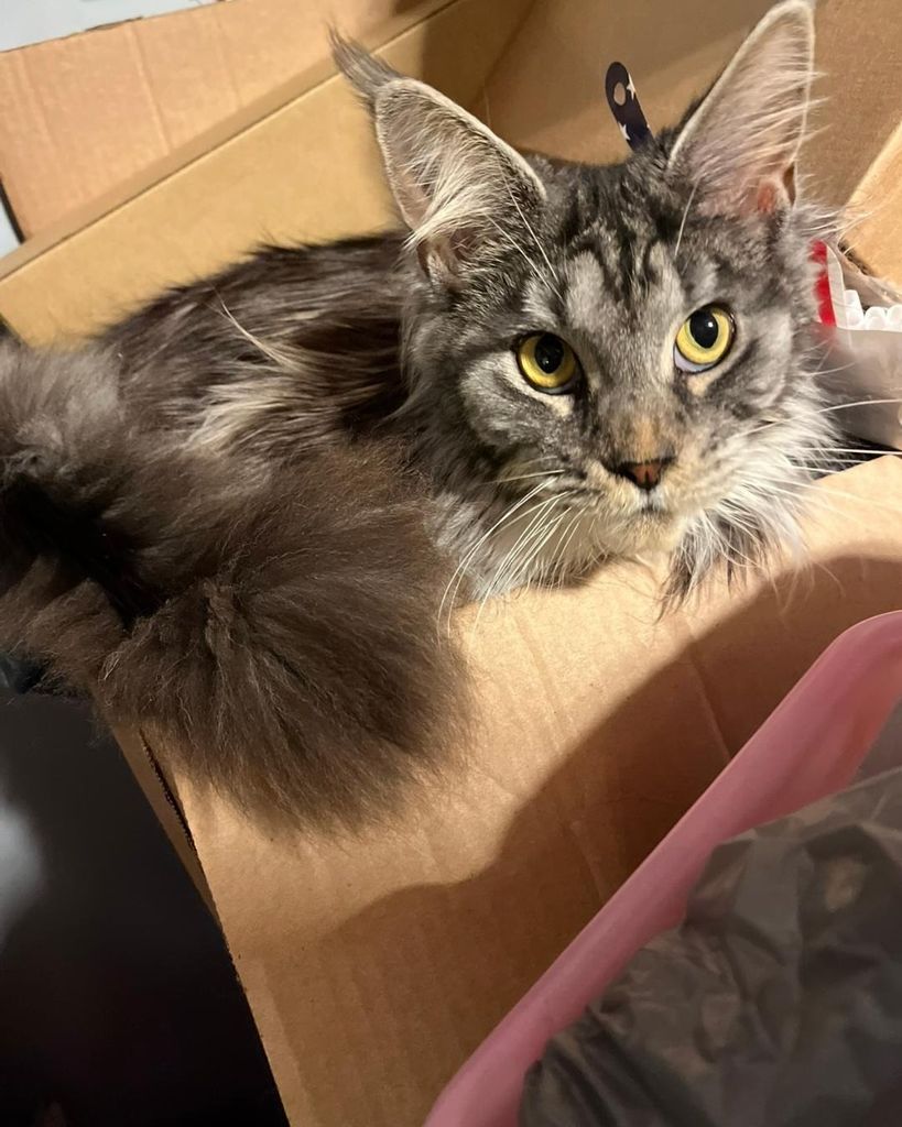 Figaro Rose