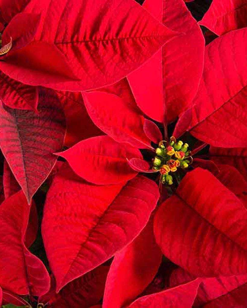 Peggy Lou (Hutchens) Hamm