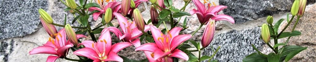 Cover photo for Susan Flora's Obituary