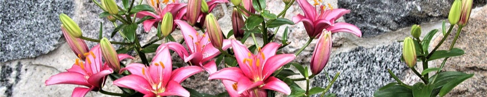 Cover for Susan Flora's Obituary