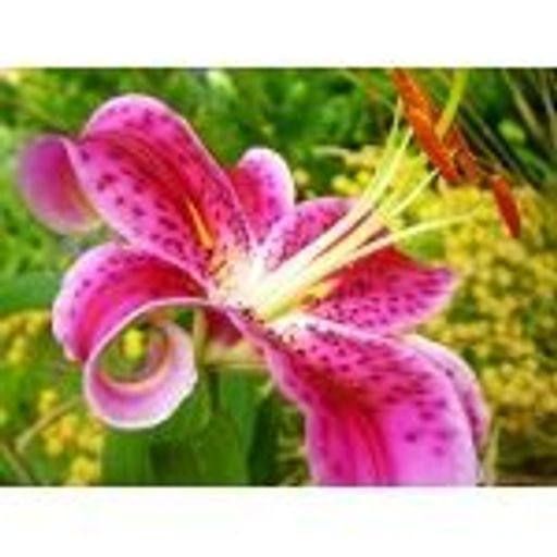 Anne S. Weingartner Profile Photo
