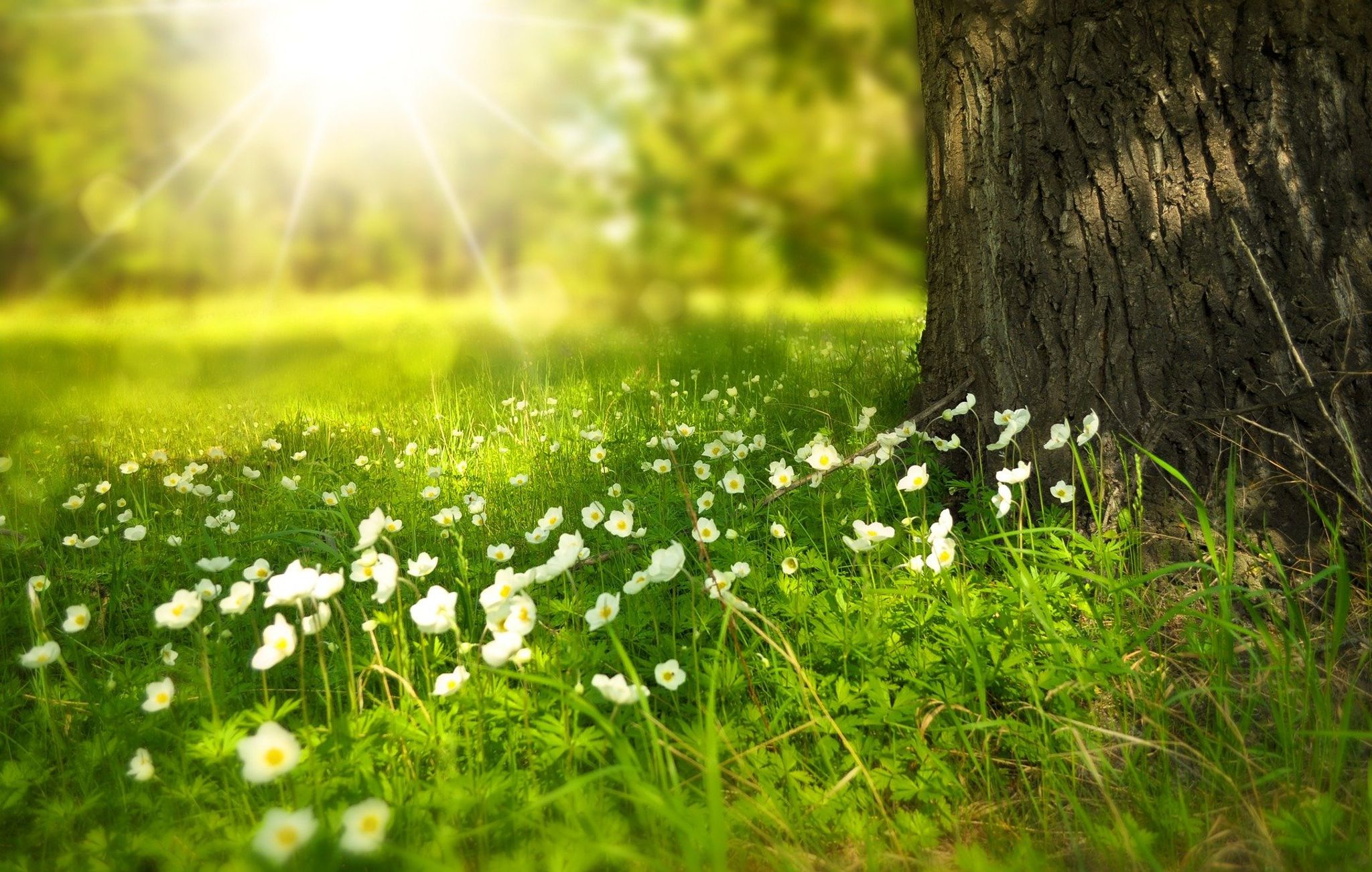 Cover photo for Joan R. Roop's Obituary