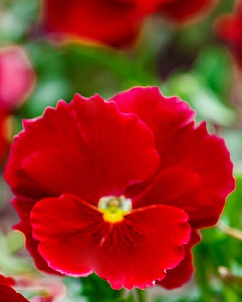 Lorraine J. Marino Profile Photo