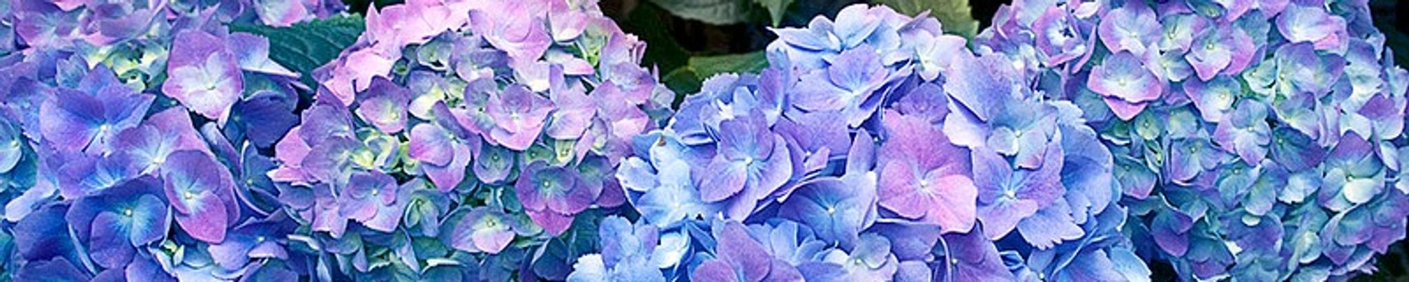 Cover photo for Elizabeth Eures's Obituary