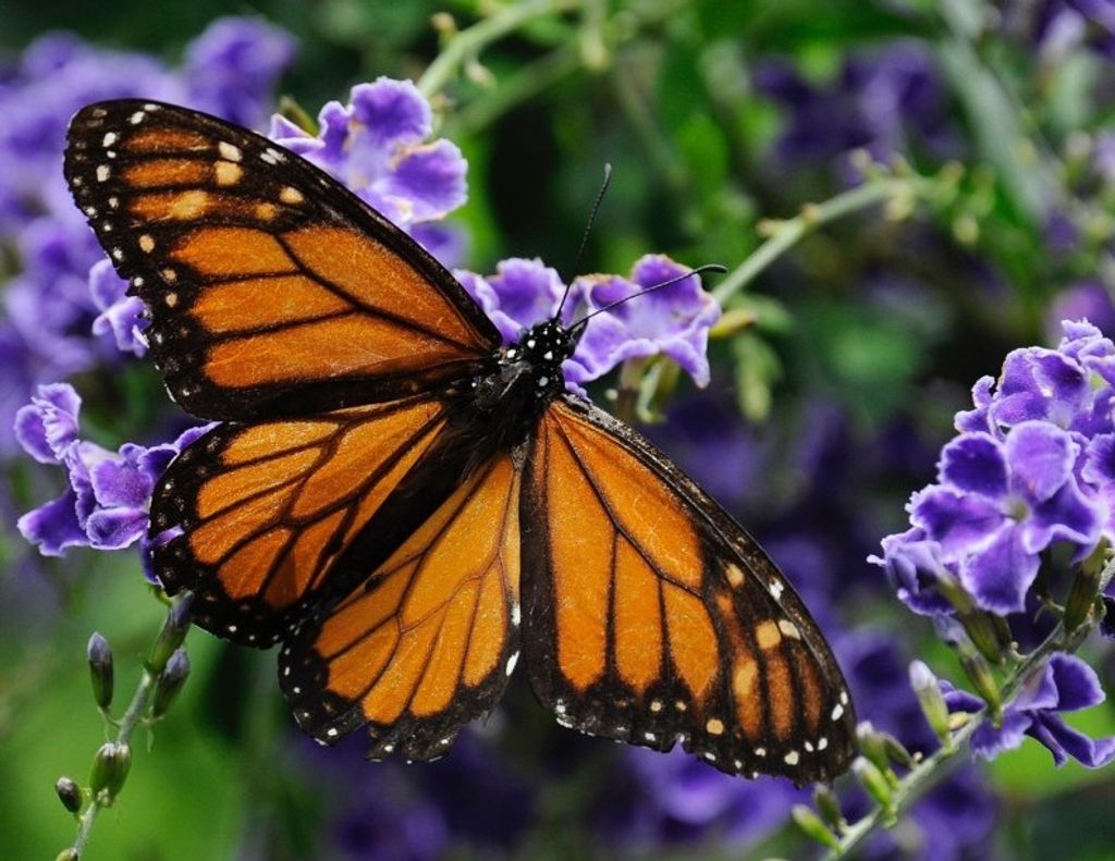 Margaret "Peggy" Louise (Beeler)  Mcdonald Profile Photo