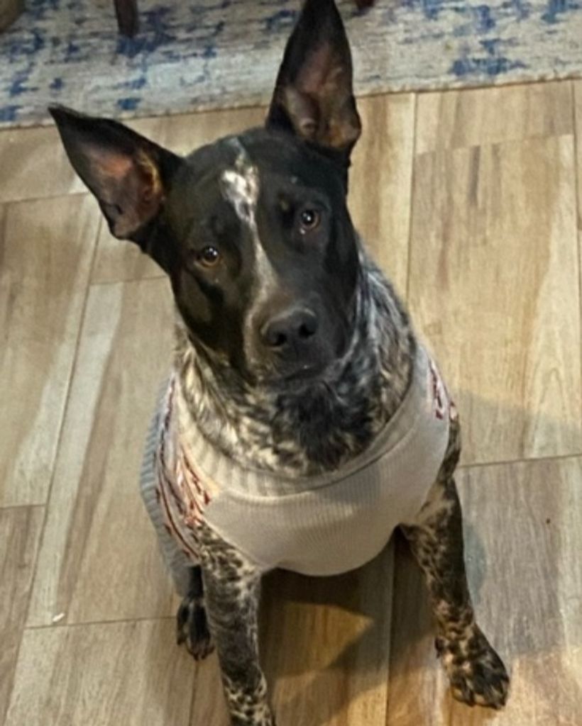 Blue Bell Krevit Profile Photo