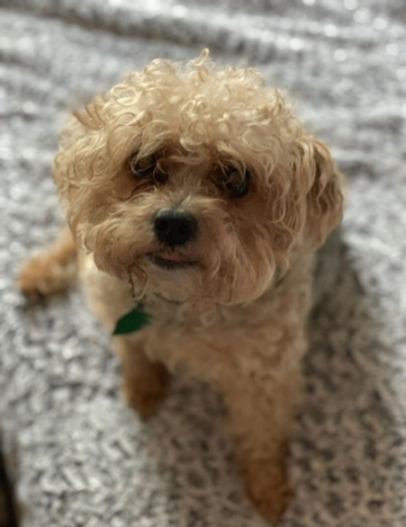 Toby Hugine 