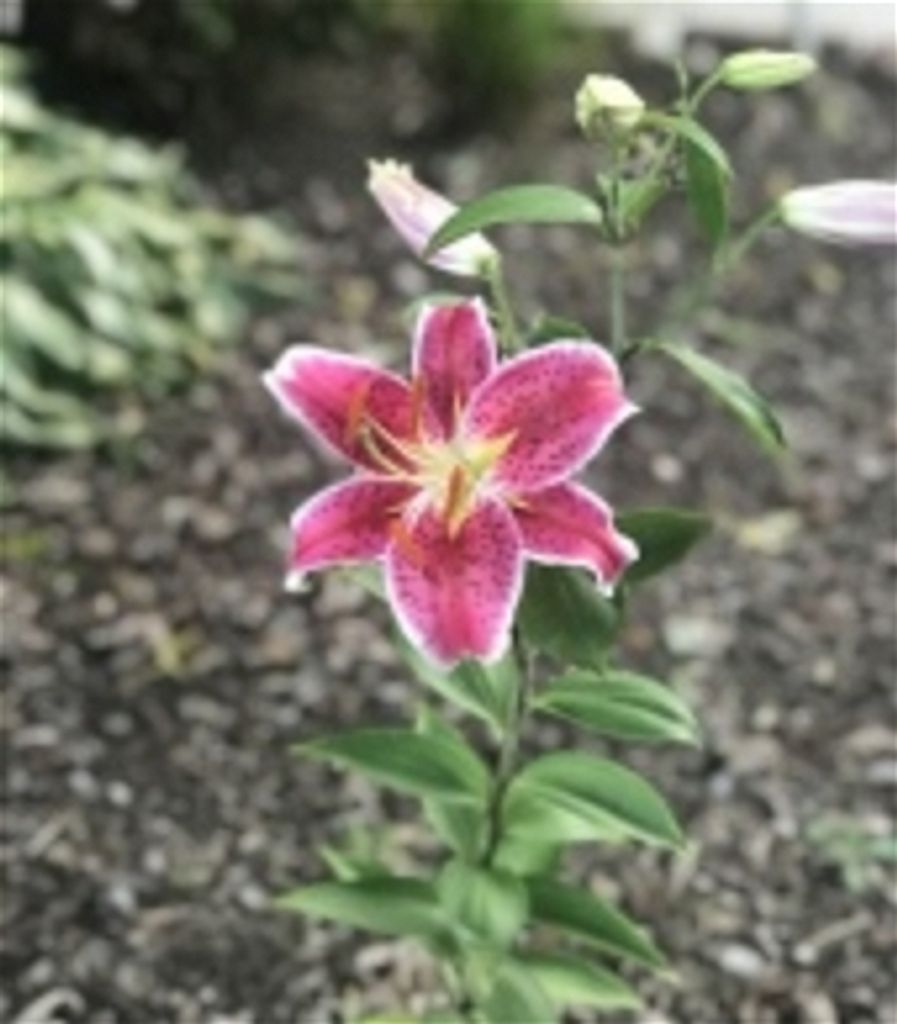 Flora R. Neal Profile Photo