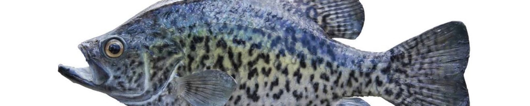 Cover for Caryl V. Boldman's Obituary