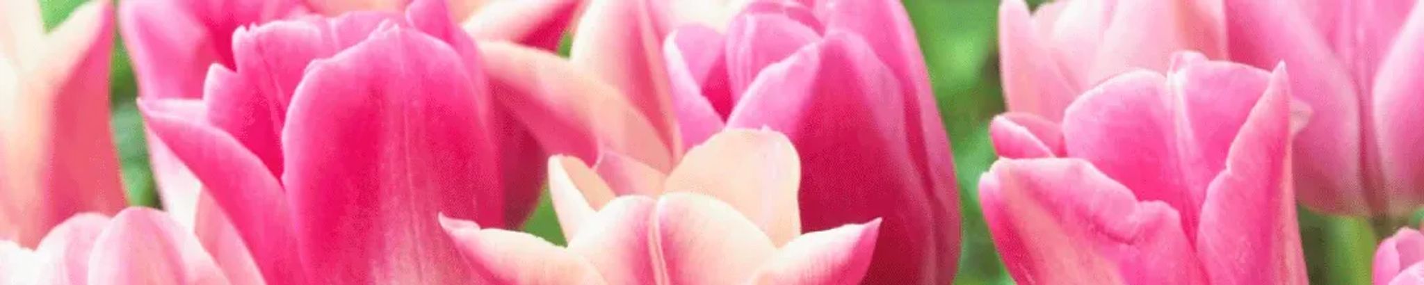 Cover for Barbara J. Bricher's Obituary