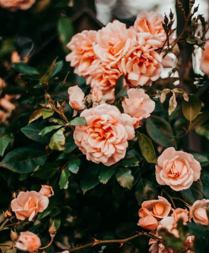 Alma D Williams Profile Photo