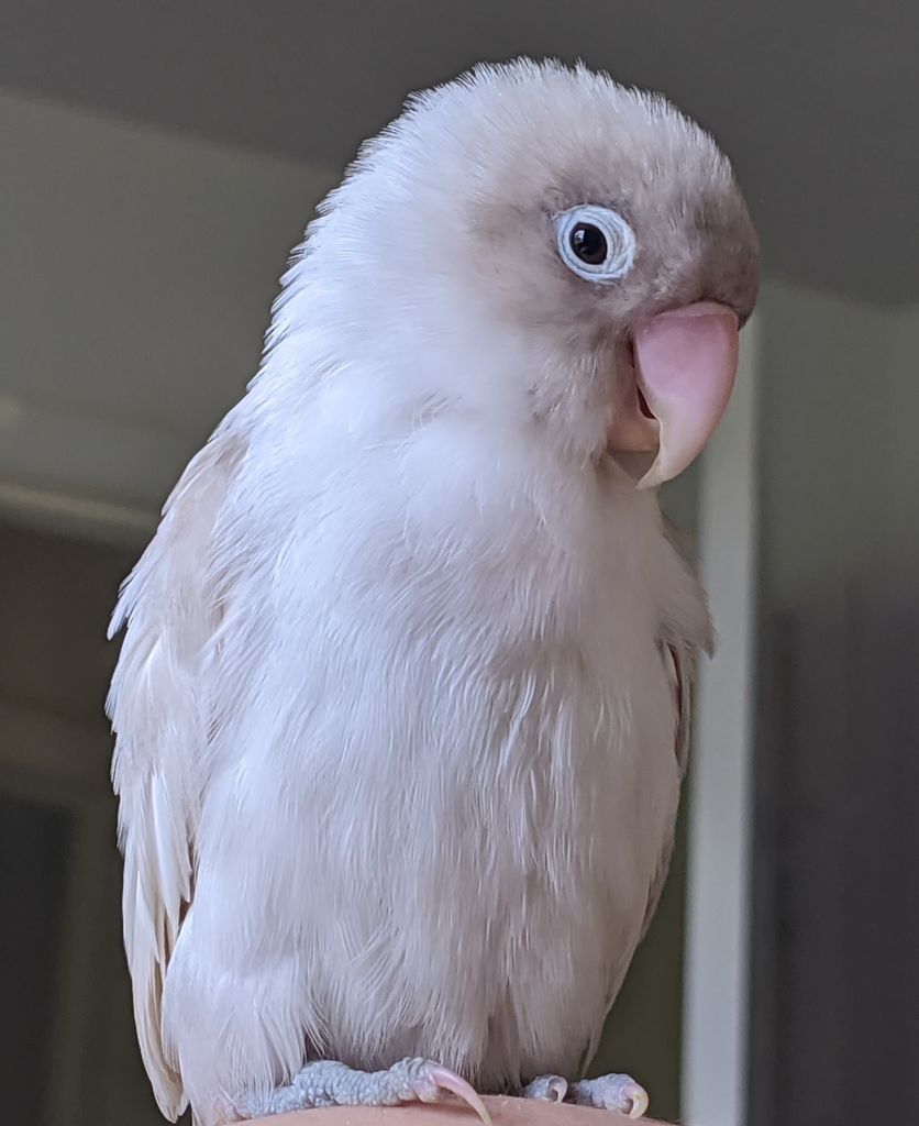 Soy Profile Photo