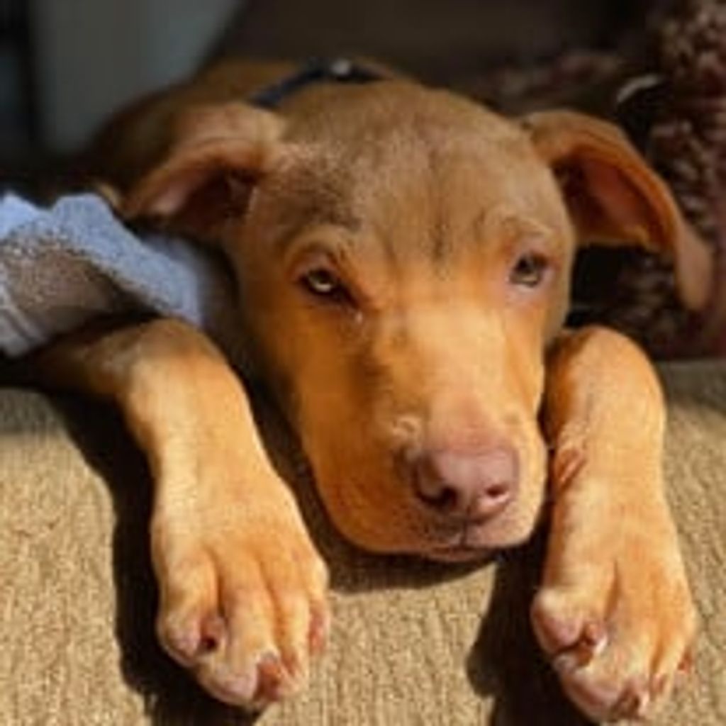 Bella