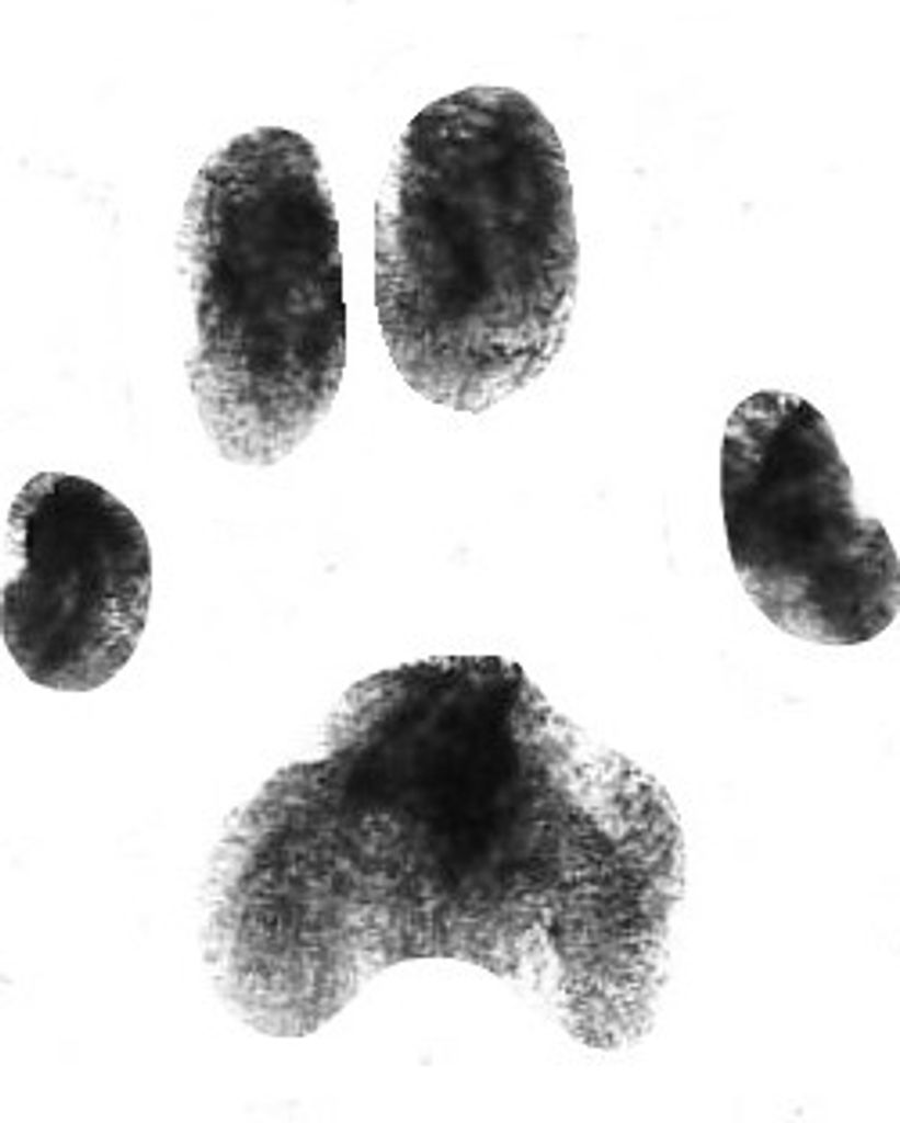 GiGi Stewart Profile Photo