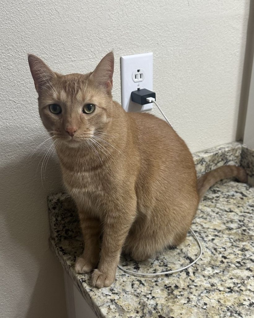 Cheez -It Profile Photo