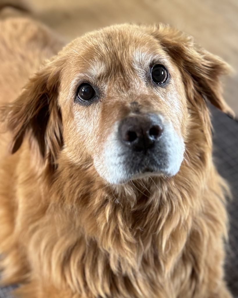 Axel Rose Profile Photo