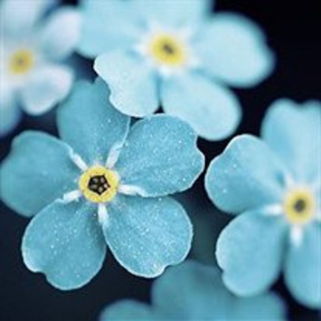 Frances  Lillian Brott