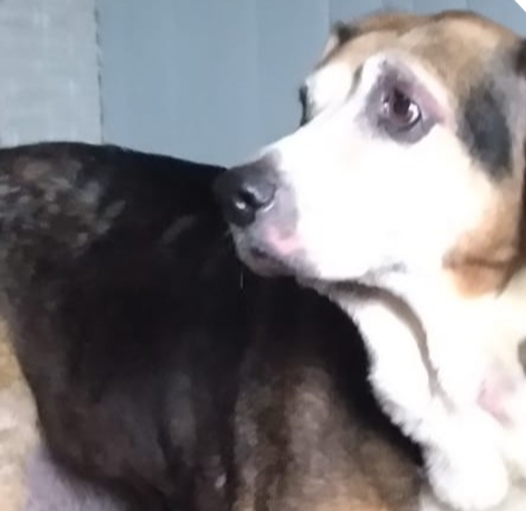 Miss Molly Profile Photo