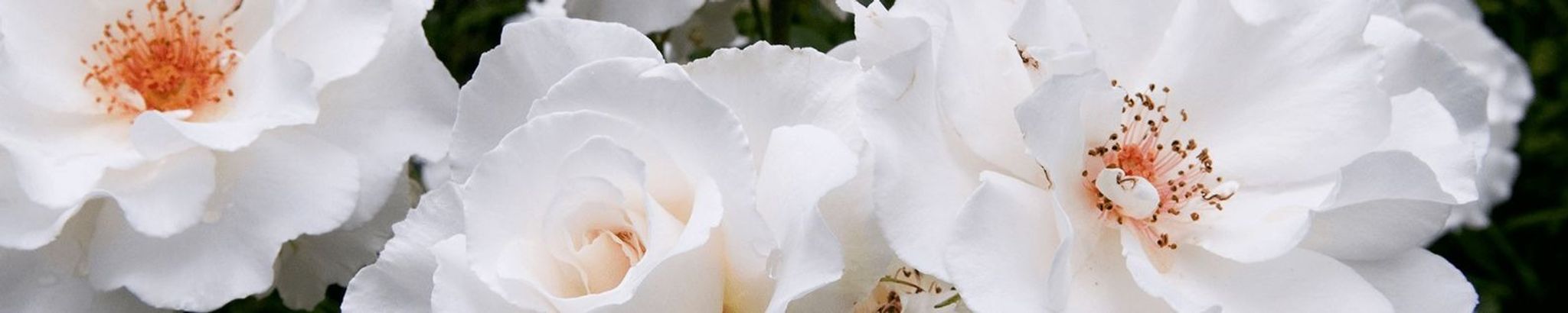 Cover photo for Lisa Henderson's Obituary
