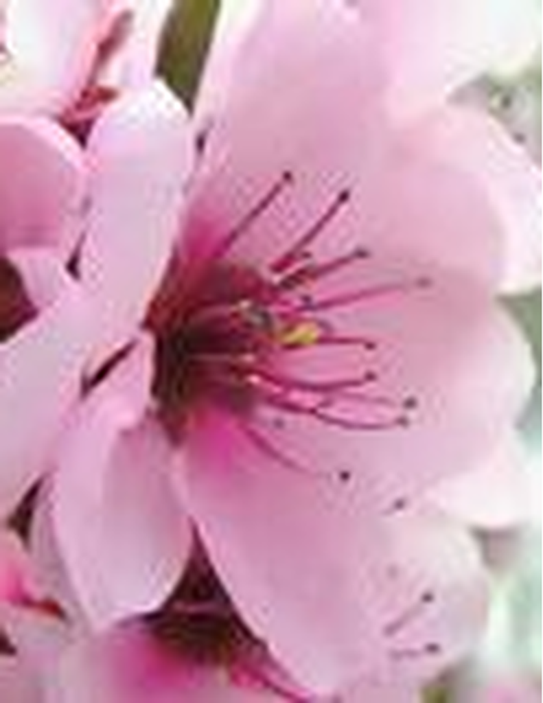 Charlotte Mae Cheatwood Morris