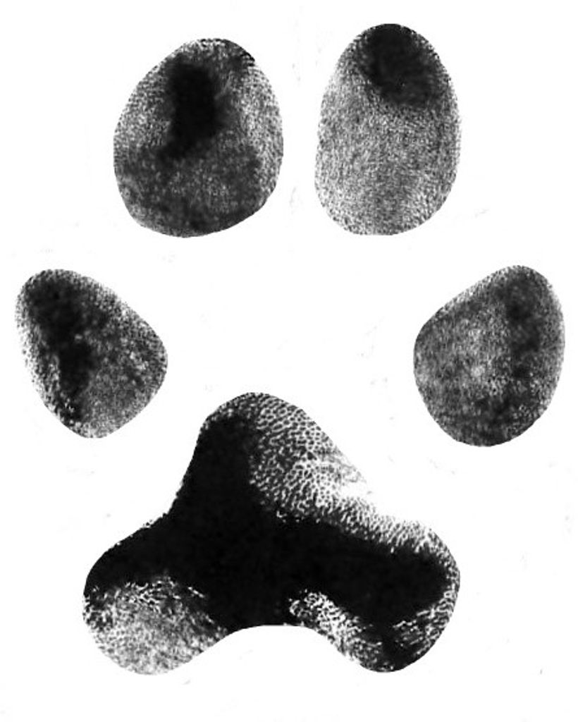 Fancy Vess Profile Photo