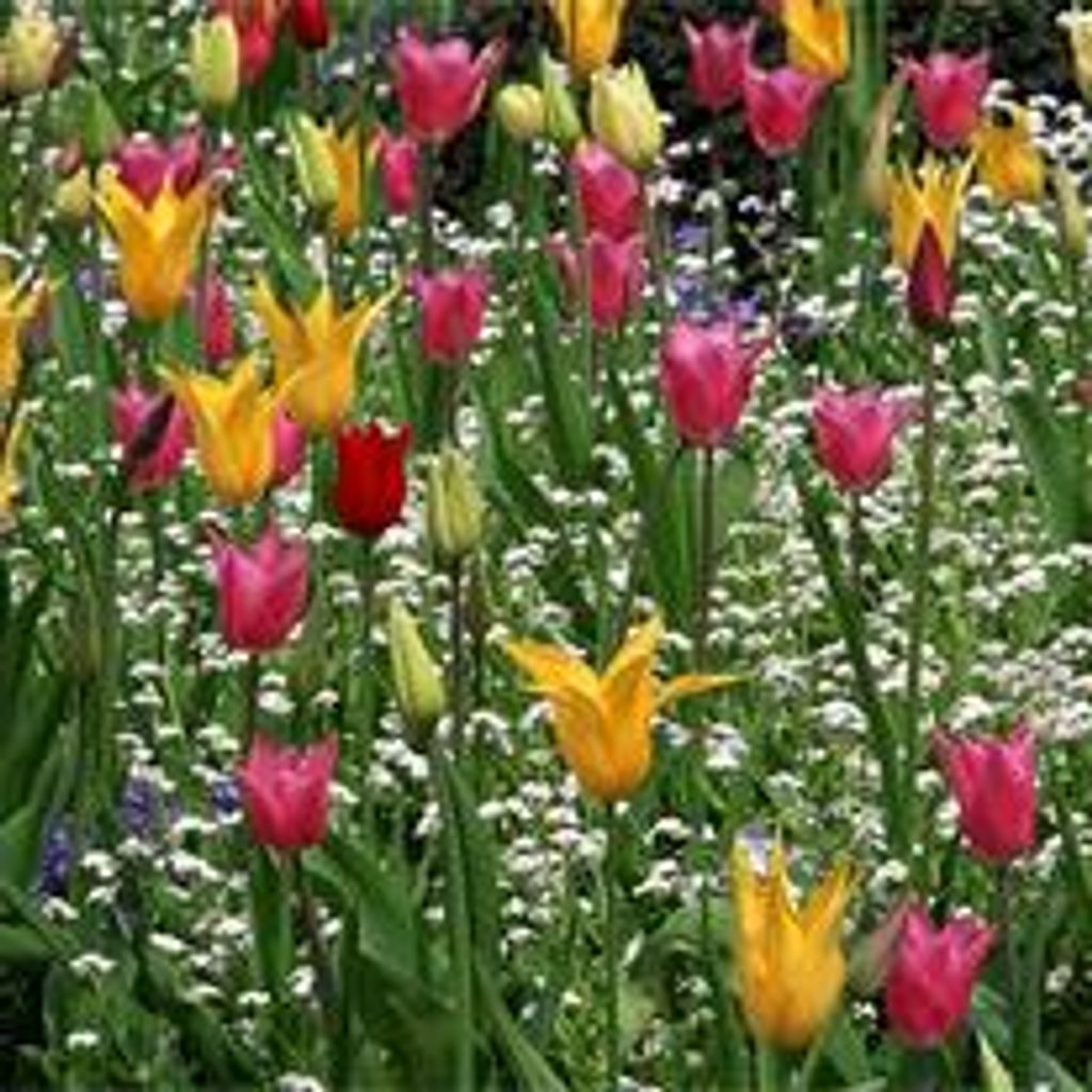 Imogene "Jeanie" Marie Tuschl Profile Photo