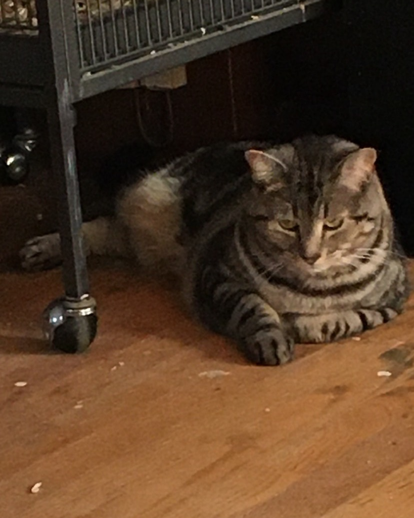 Tiny Cat Beausoleil