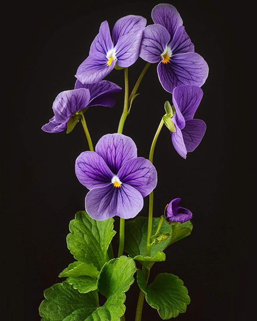 Violet Blackdeer Profile Photo