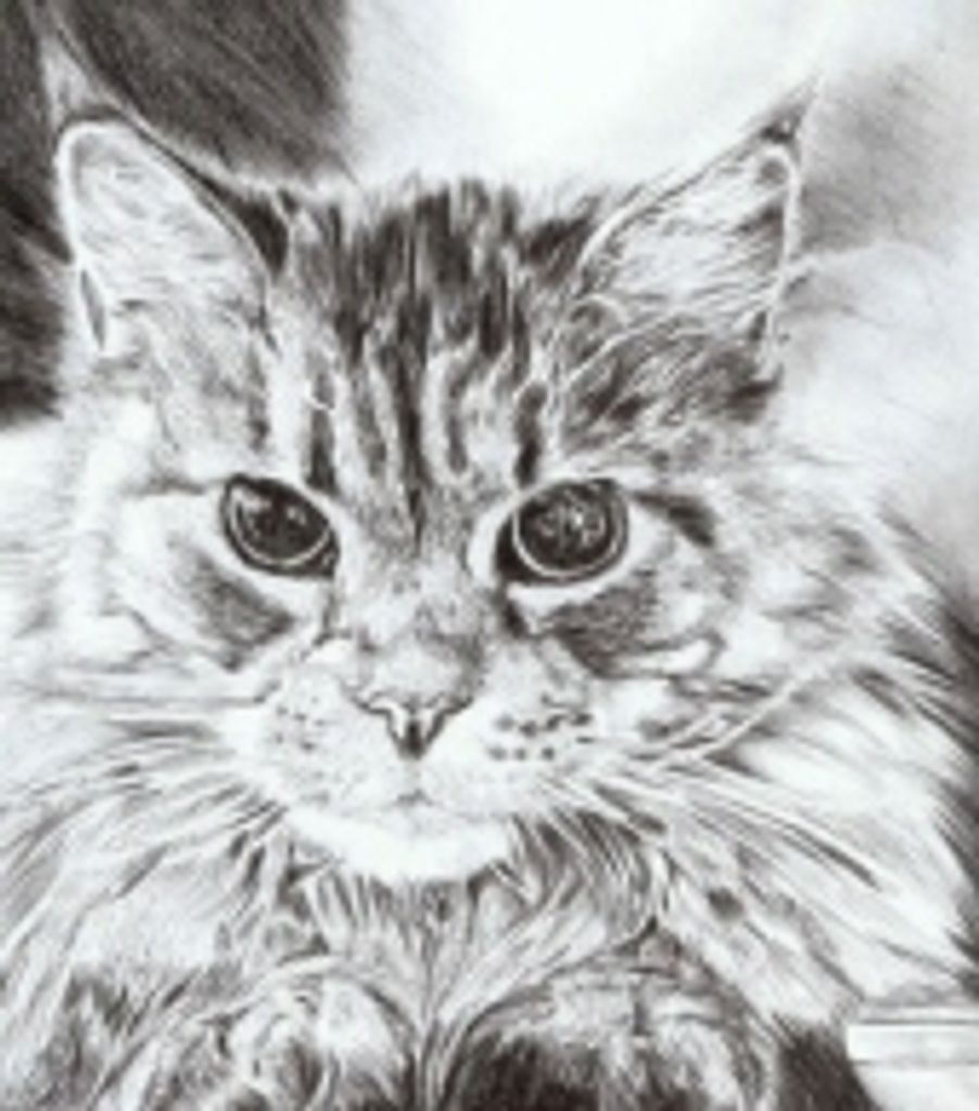 Charlie Bird Vandyke Profile Photo