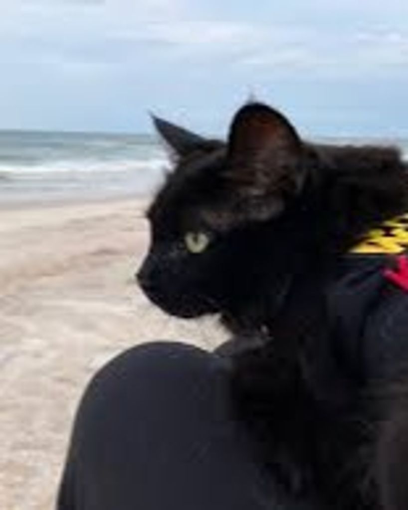 Midnight Menagerie Profile Photo