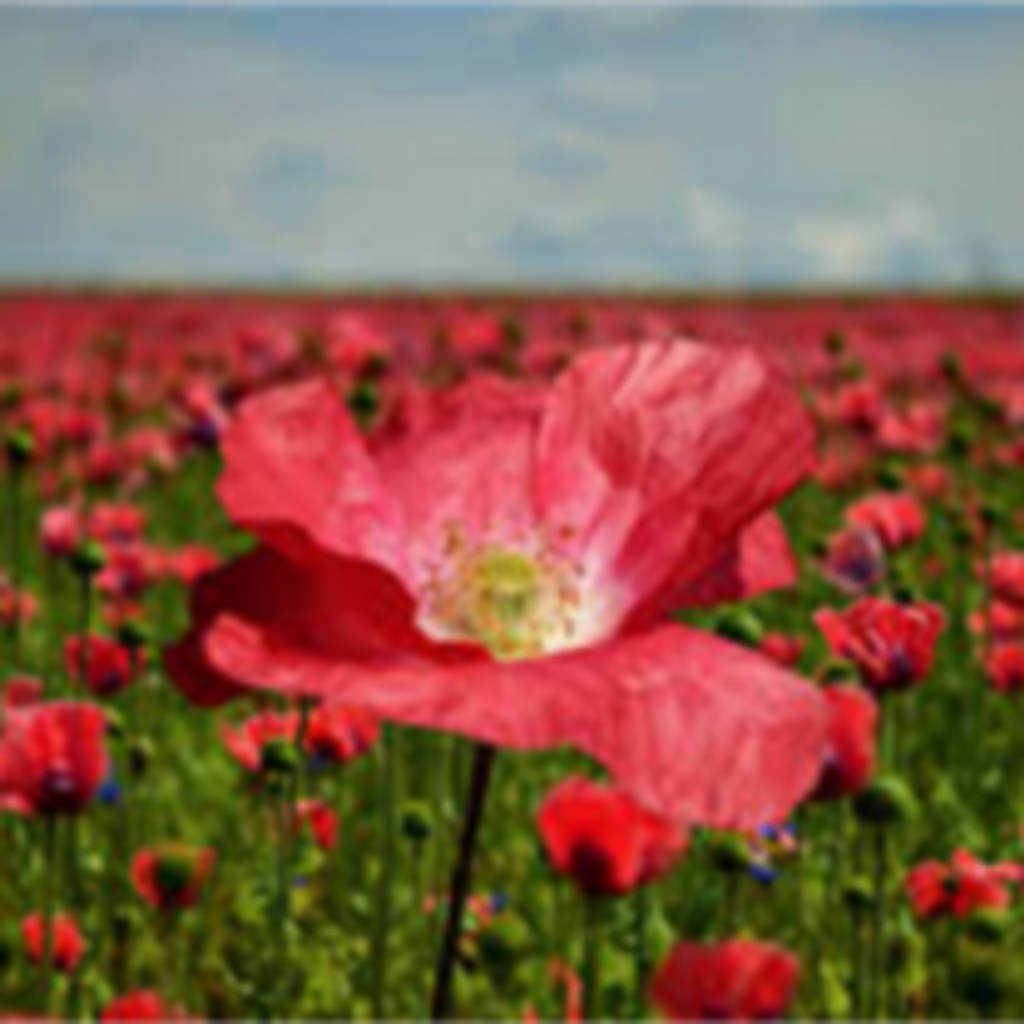 Hildegarde Lollman Golley