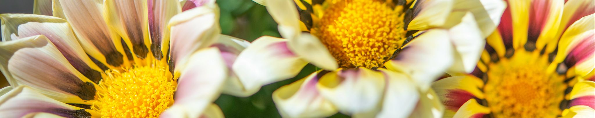 Cover photo for Rose Gaskill Buskirk's Obituary