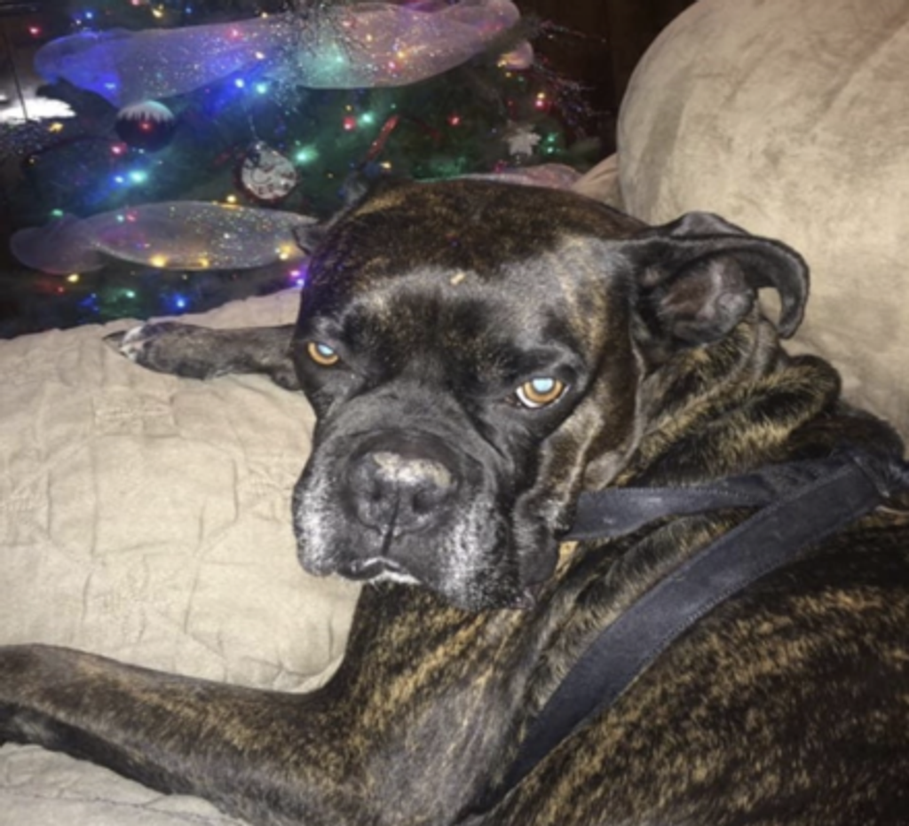 Zeus Belcher Profile Photo