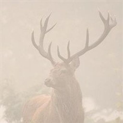 James  Andrew Rickey Profile Photo