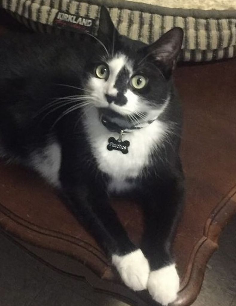 Mr. Patches Malenosky Profile Photo