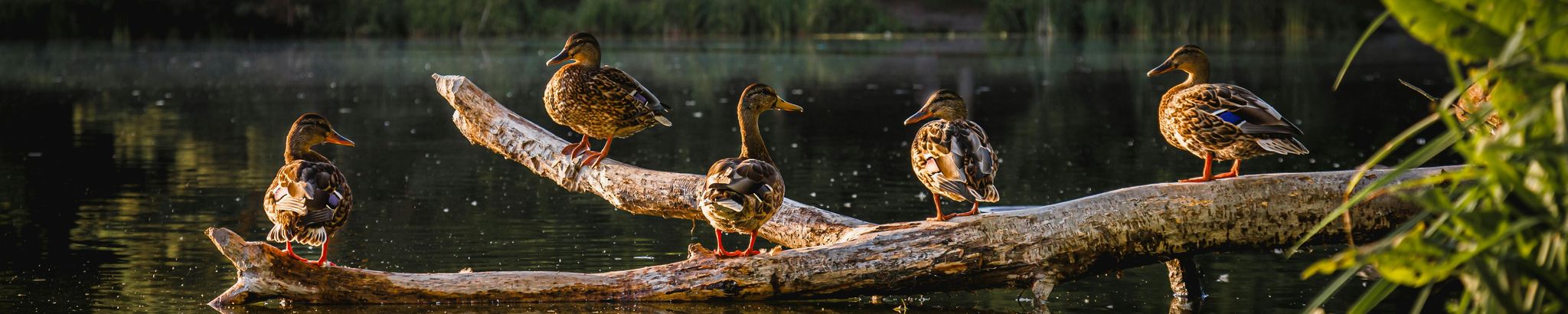 Cover for William "Bill" Eugene Behrens's Obituary