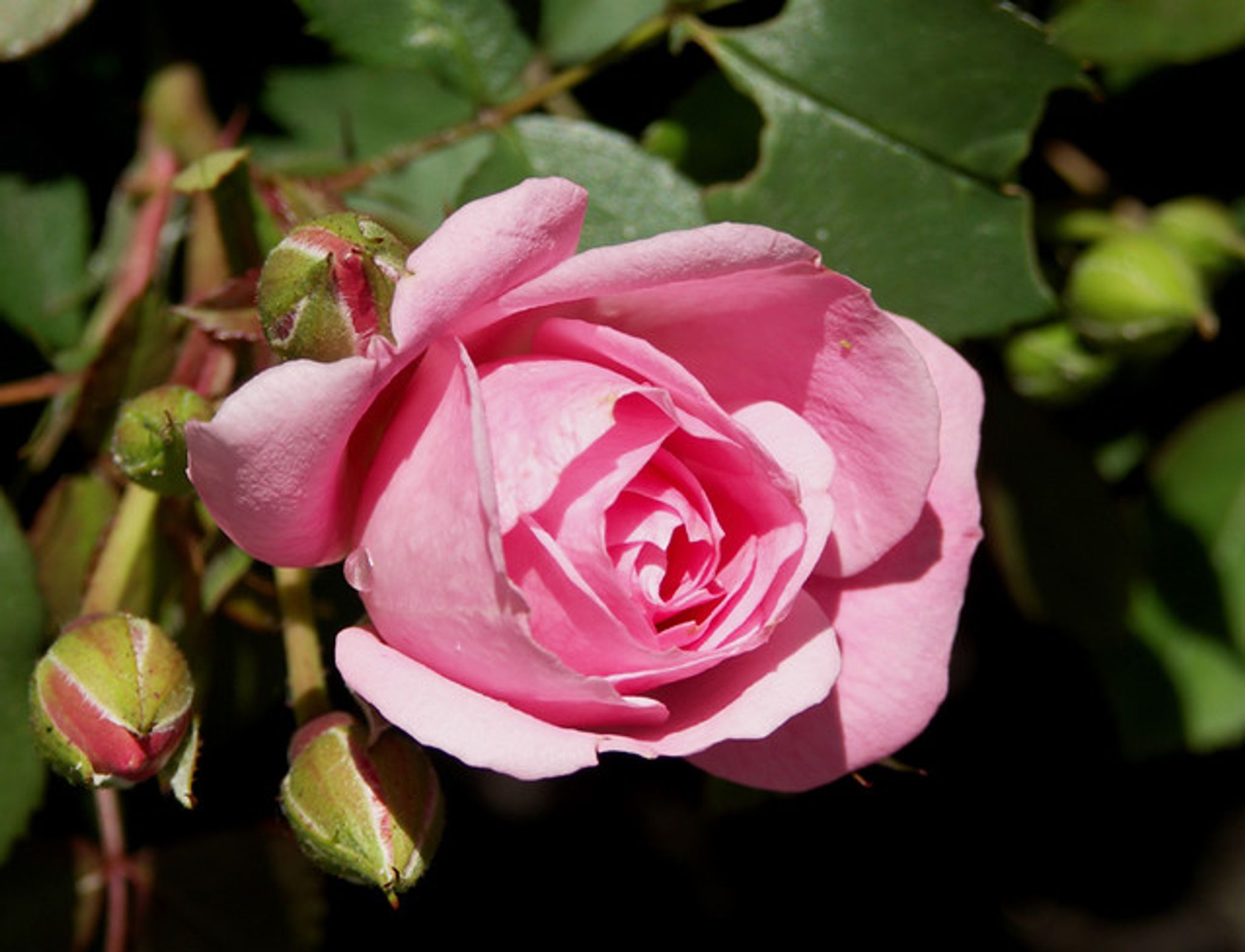 Cover photo for Esmeralda Cruz Navarro's Obituary