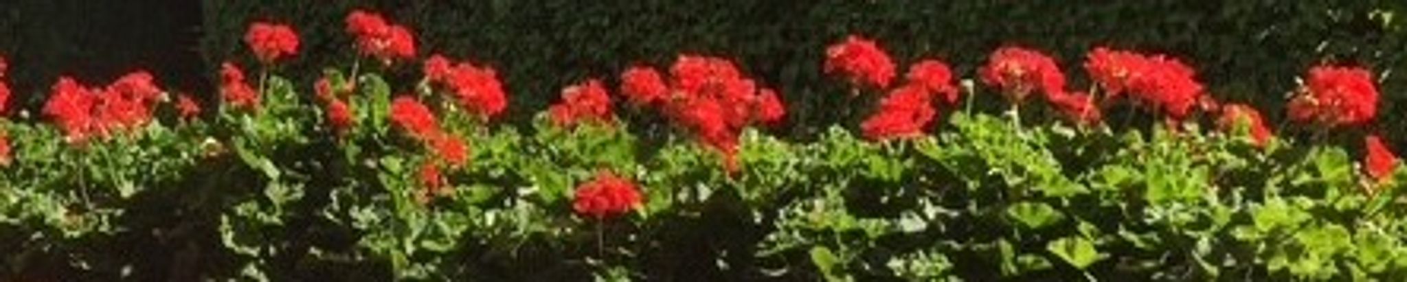 Cover for Richard Bruce Jaccaud's Obituary