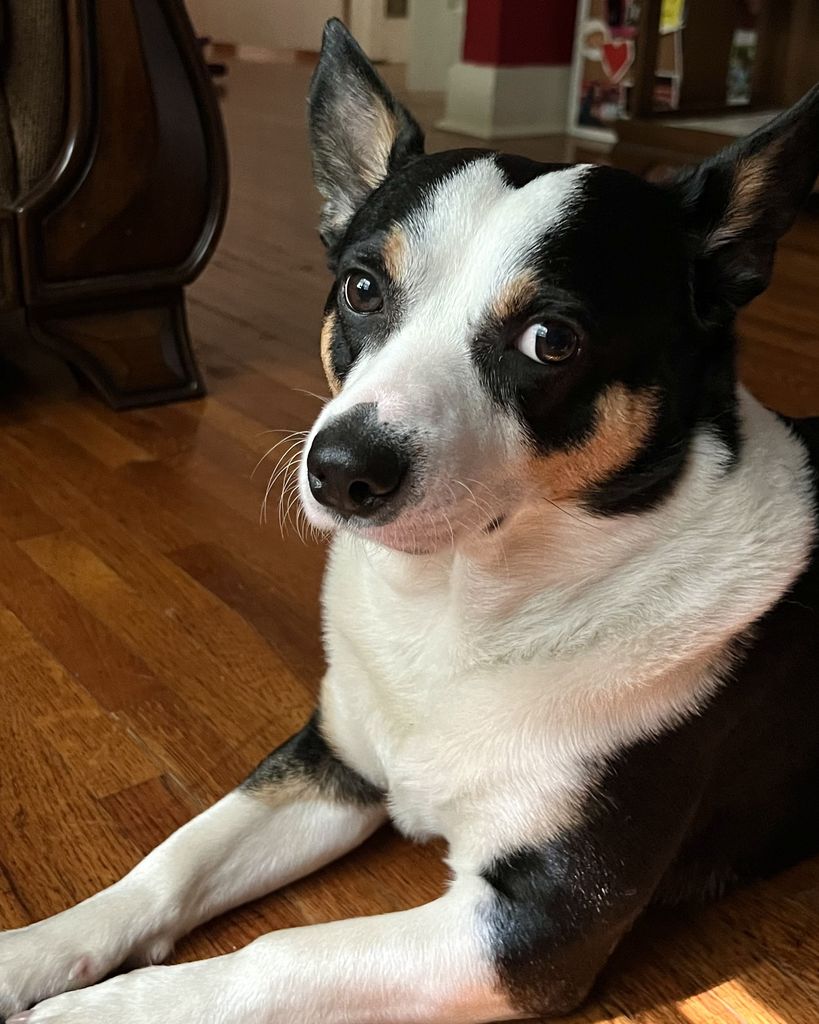 Domino Luna Profile Photo