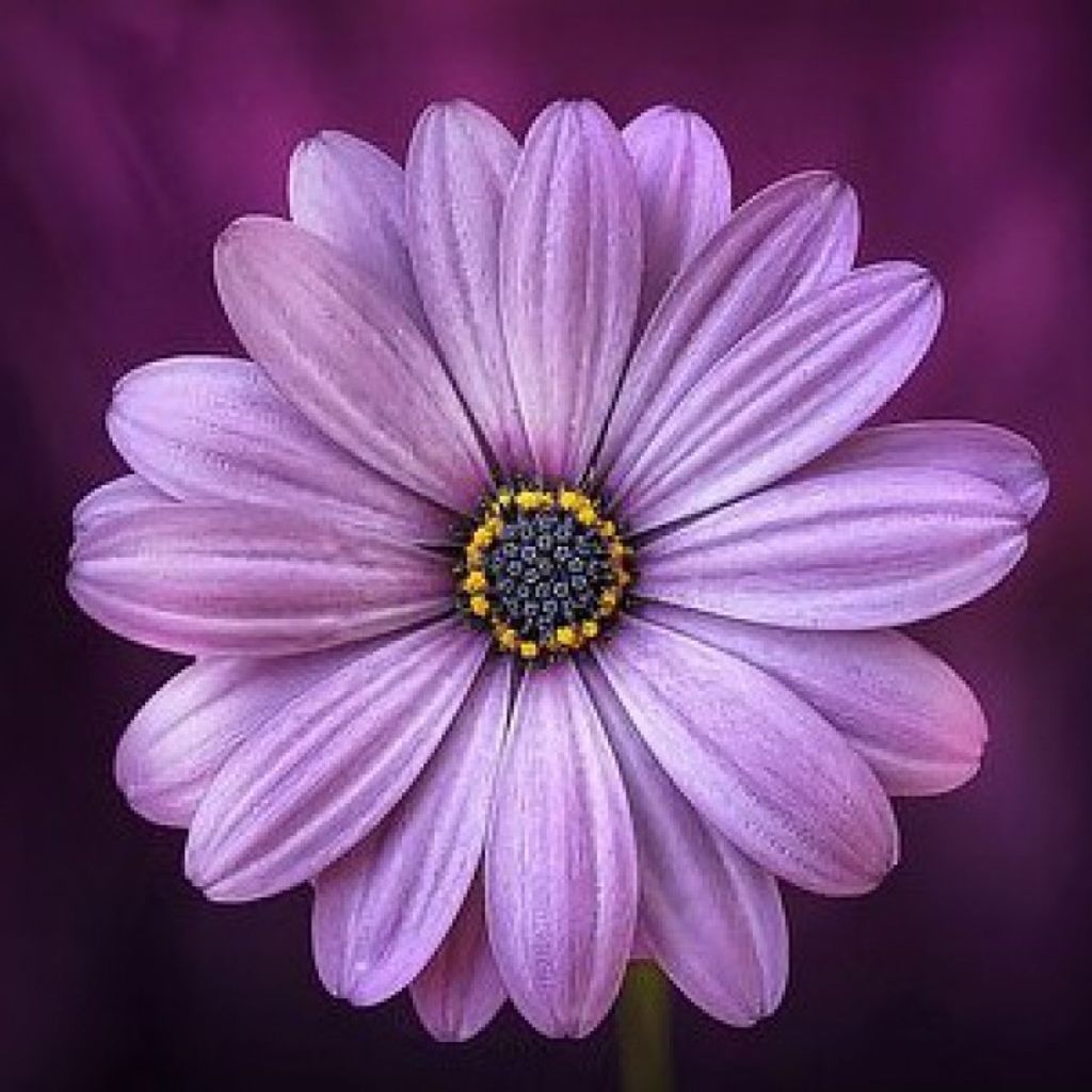 Debra Elaine Beaver Profile Photo