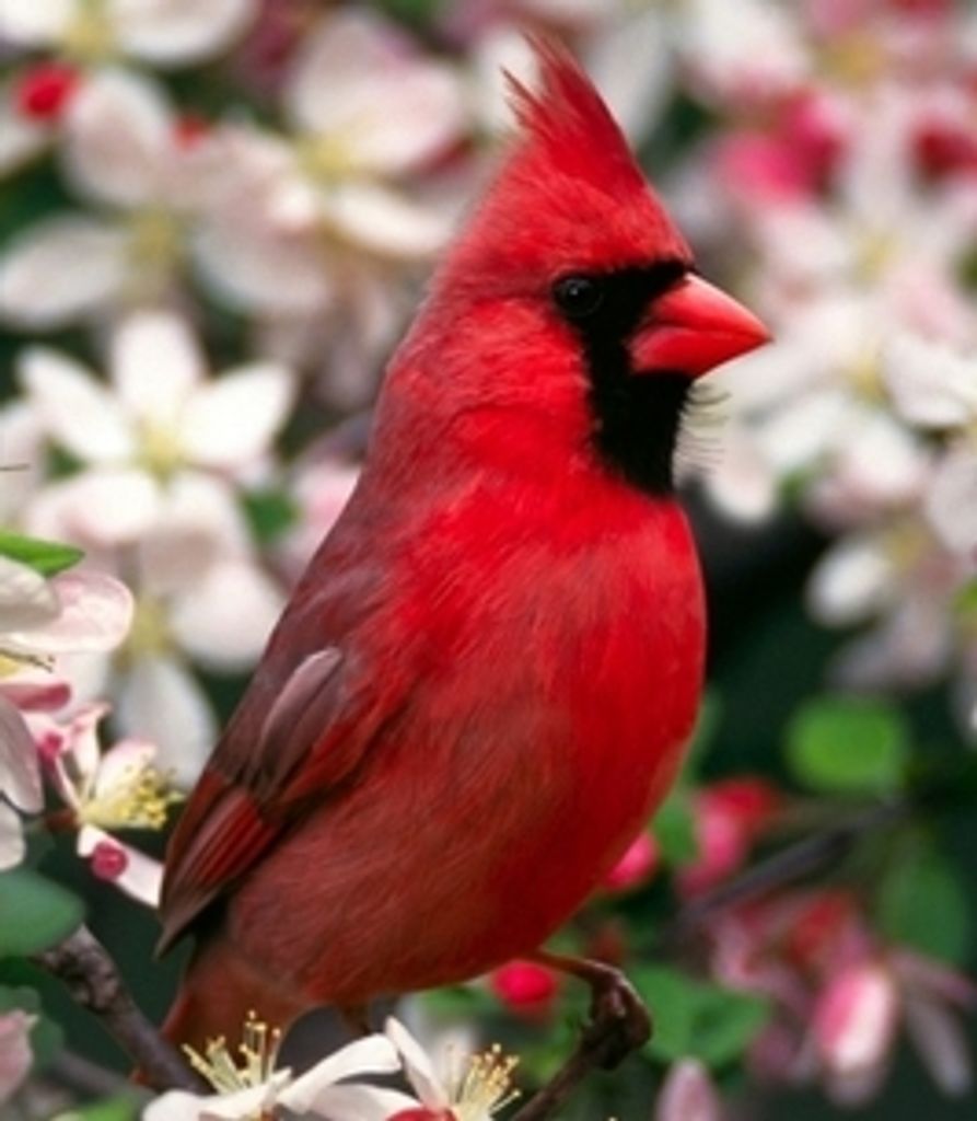 Irene Keller Profile Photo