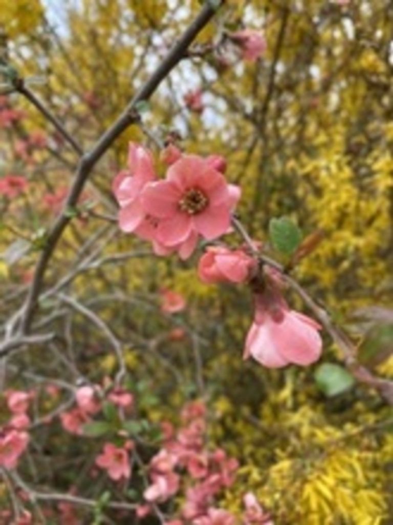 Mary Belle Mattern Profile Photo