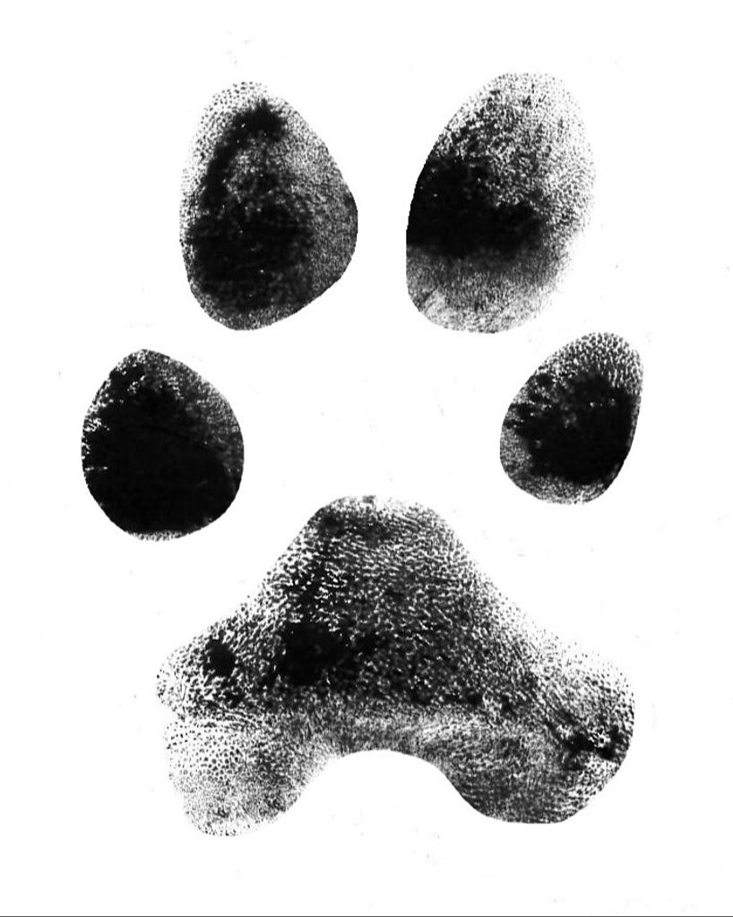 Opi Flanagin Profile Photo