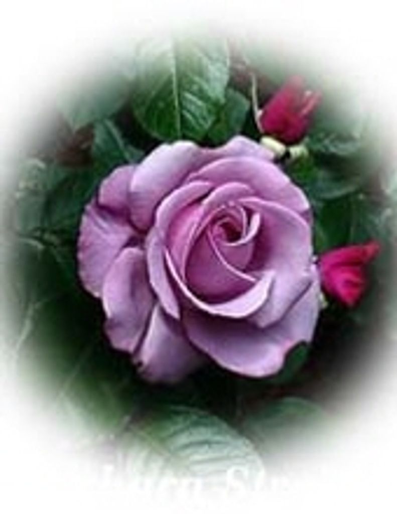 Connie Lee Musick (Gregg-Weston Fh)