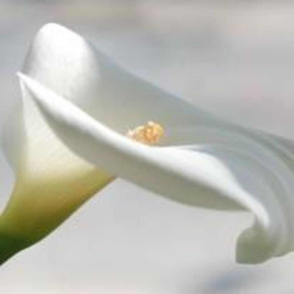 Maria Lucianita "Lucy" (Heiss) Pino