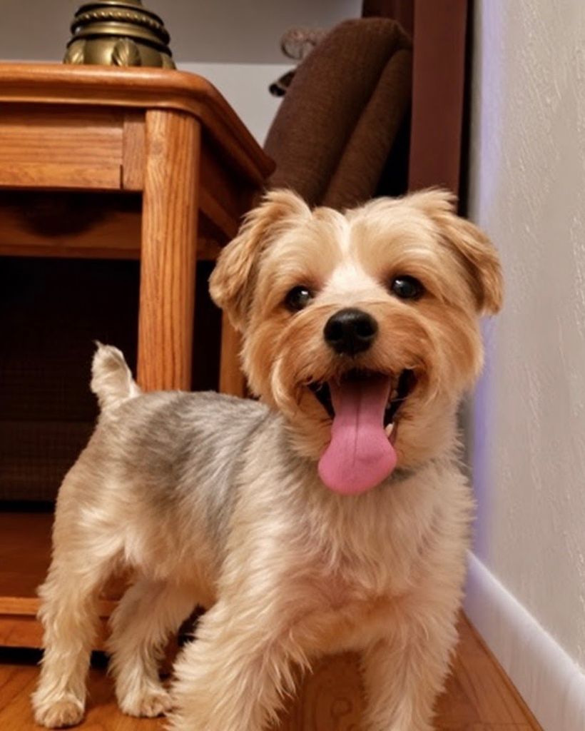 Moose Profile Photo